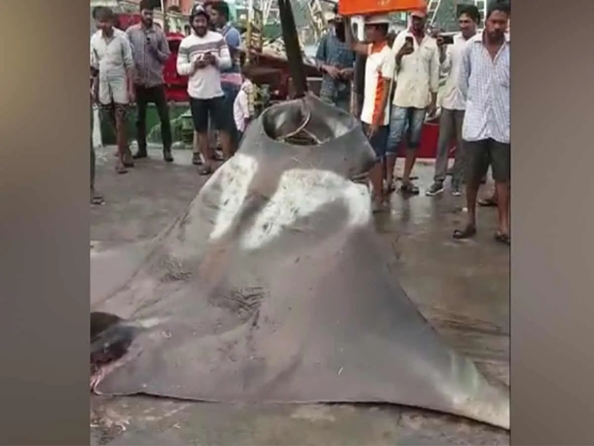 سمندر کی تہہ میں رہنے والی750کے جی کی اسنگری مچھلی کرناٹک میں ہاتھ پکڑی گئی‘ ویڈیو ہوا وائیرل
